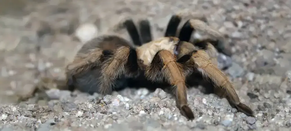 Tarantulas Are Not As Fearsome As You Might Think | Fromms Pest