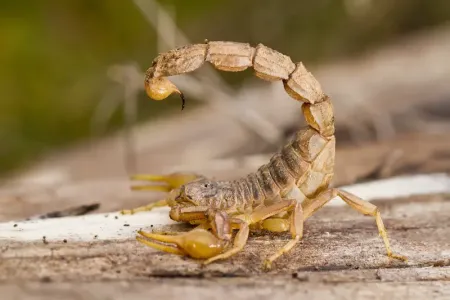 scorpion