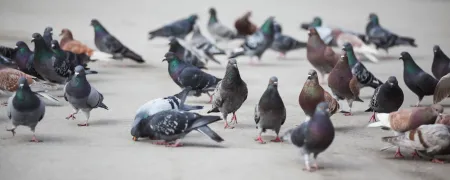 pigeons