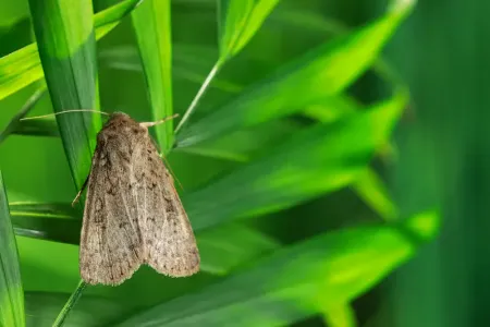 moth