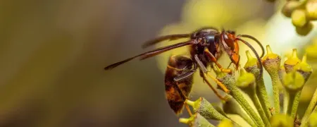 hornet
