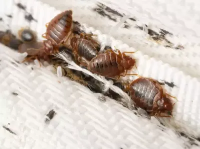 bed bug