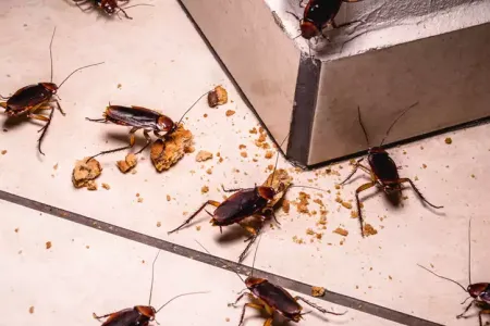 roaches