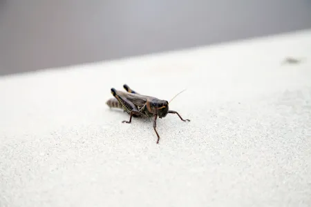 cricket