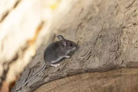 mouse