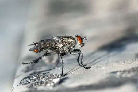 fly