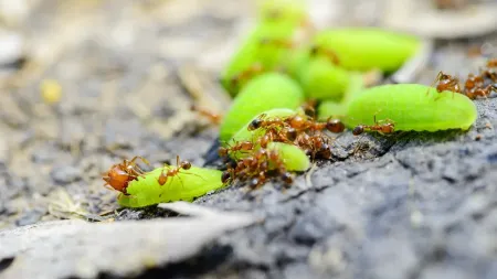 ants