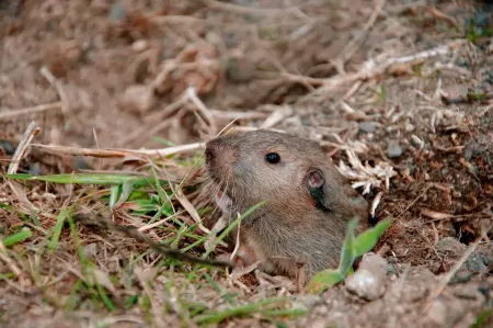 gopher