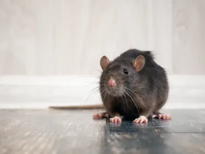 rat