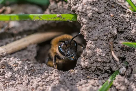 bees