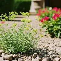 weeds