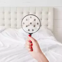 bed bugs