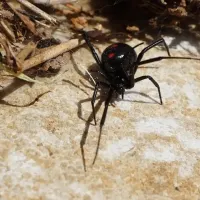 black widow spider