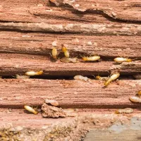 termite damage