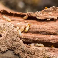 termites