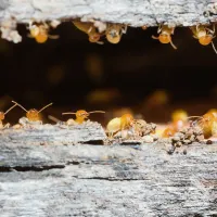 termites