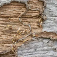 termites
