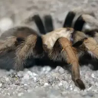 tarantula