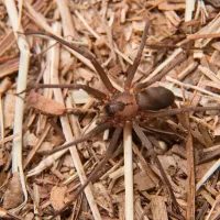 brown recluse spider