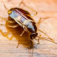 roach