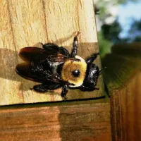 carpenter bee