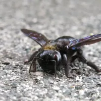carpenter bee
