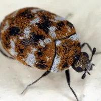 carpet beetle