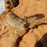 desert scorpion