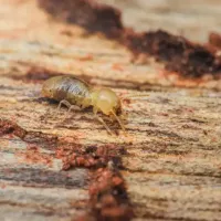 drywood termites