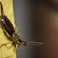 earwig