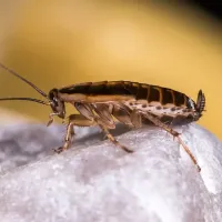cockroach