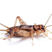 cricket