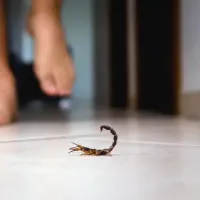 scorpion