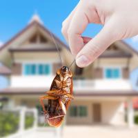 cockroach