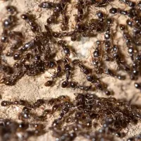 ants