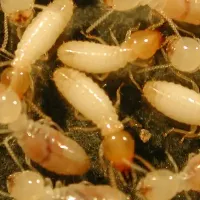 termites