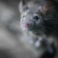 mouse