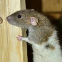 rodent