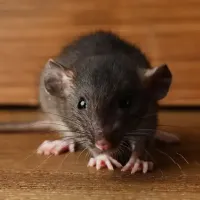 rodent