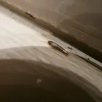 siverfish