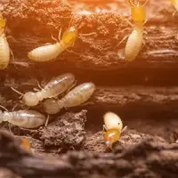termites