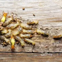 termites