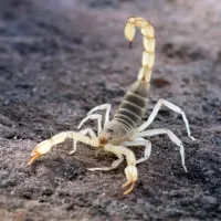 scorpion