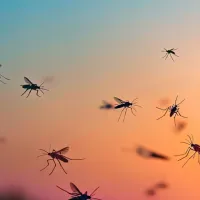 mosquitoes