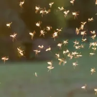 mosquitoes