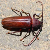palo verde beetle