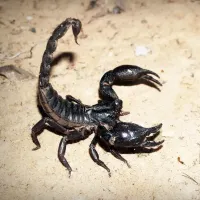 scorpion