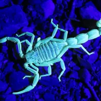 scorpion in uv light