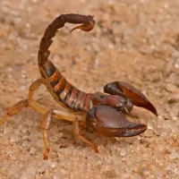 scorpion
