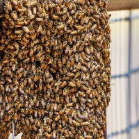 africanized bee swarm
